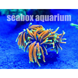 Euphyllia glabrescens "Hell fire"