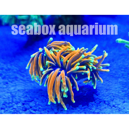 Euphyllia glabrescens "Hell fire"