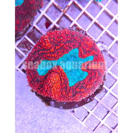 Symphyllia red