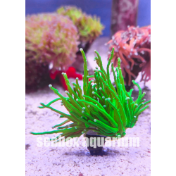 euphyllia glabrescens "Harlekin"