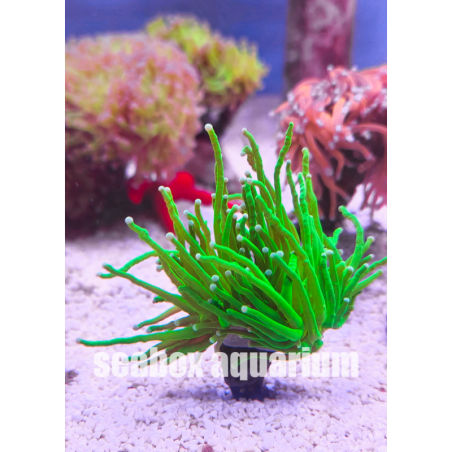 euphyllia glabrescens "Harlekin"