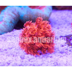 Goniopora rossa