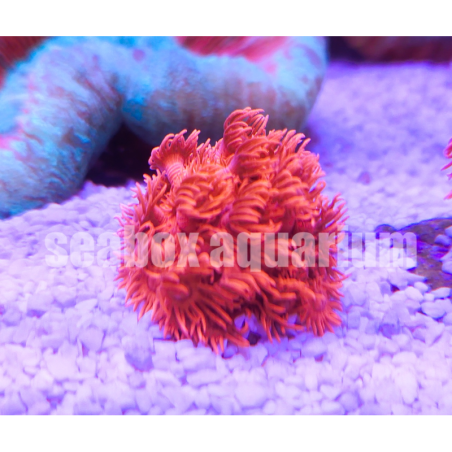 Goniopora rossa