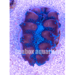 Tridacna crocea blu 6 cm