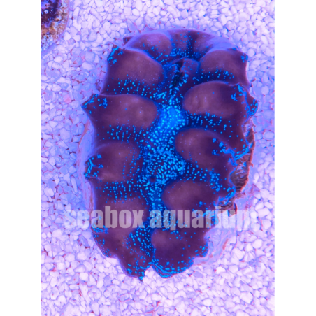 Tridacna crocea blu 6 cm