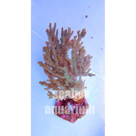 Sinularia sp.