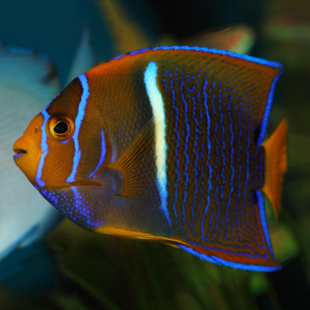 Holacanthus passer