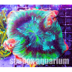 Trachyphyllia geoffroyi "ultra"