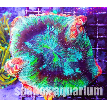 Trachyphyllia geoffroyi "ultra"