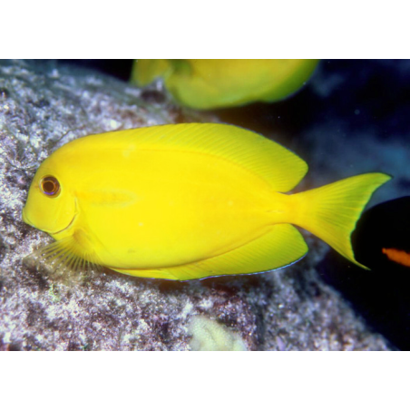 Acanthurus Olivaceus - Livrea: Giovane