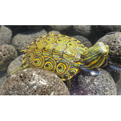 Trachemys venusta