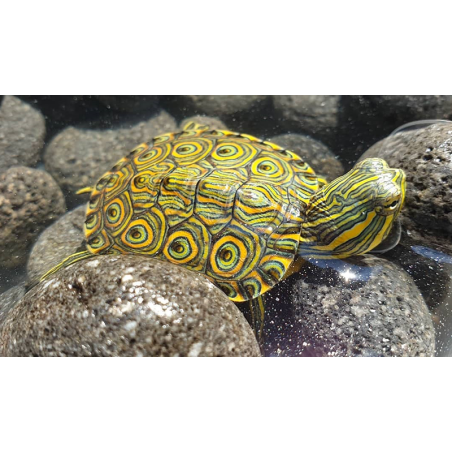 Trachemys venusta