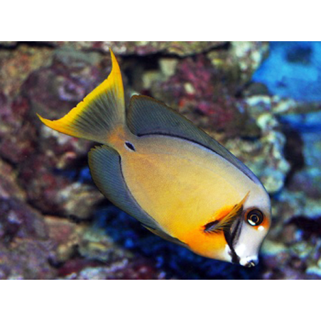 Acanthurus Pyroferus