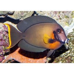 Acanthurus Pyroferus