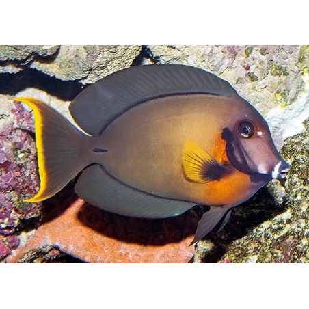 Acanthurus Pyroferus