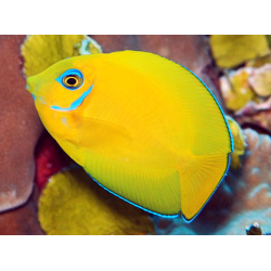Acanthurus Pyroferus - Livrea: Giovane
