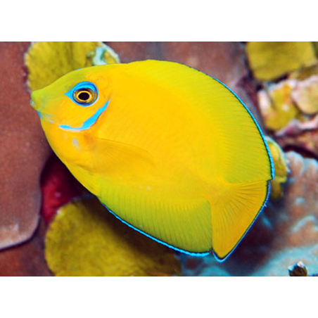 Acanthurus Pyroferus - Livrea: Giovane