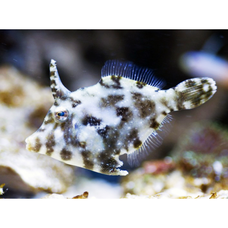 Acreichthys Tomentosus