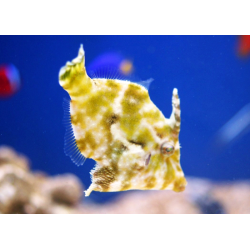 Acreichthys Tomentosus T. B.