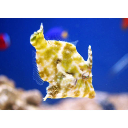 Acreichthys Tomentosus T. B.