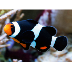 Amphiprion Ocellaris Black