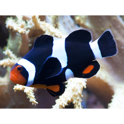 Amphiprion Ocellaris Black