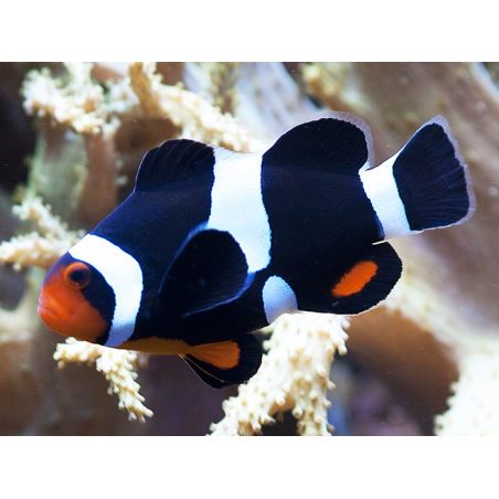 Amphiprion Ocellaris Black