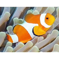 Amphiprion Ocellaris