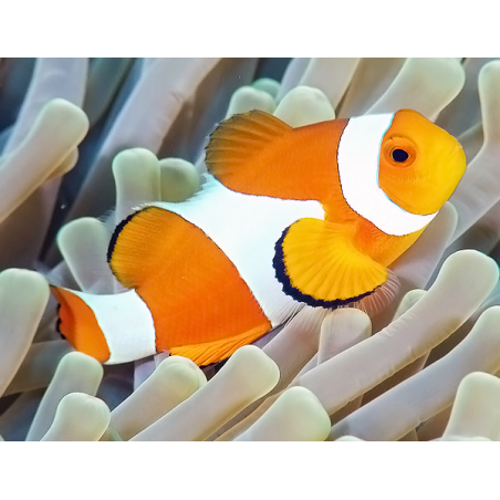 Amphiprion Ocellaris