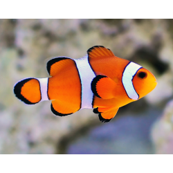 Amphiprion Ocellaris
