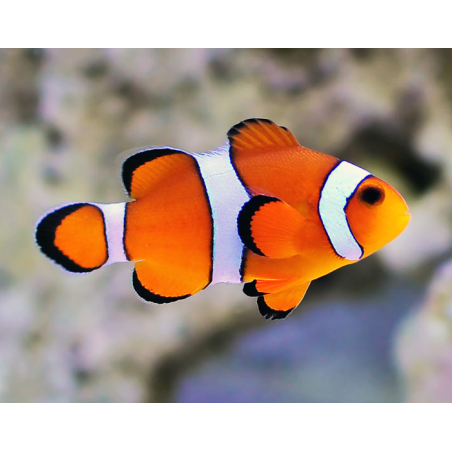 Amphiprion Ocellaris