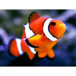 Amphiprion Percula