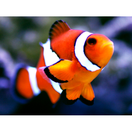 Amphiprion Percula