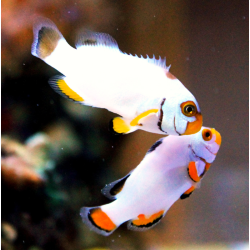 Amphiprion Platinum - COPPIA