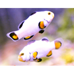 Amphiprion Platinum - COPPIA