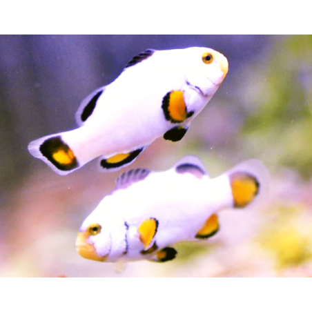 Amphiprion Platinum - COPPIA